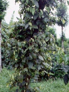 ポナペ胡椒の木