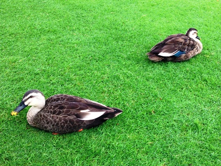 芝生の上で休んでいる鴨