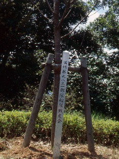 戦時中の部隊の記念樹