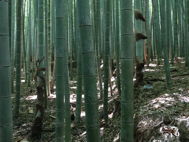 横にめくれている竹の子の皮