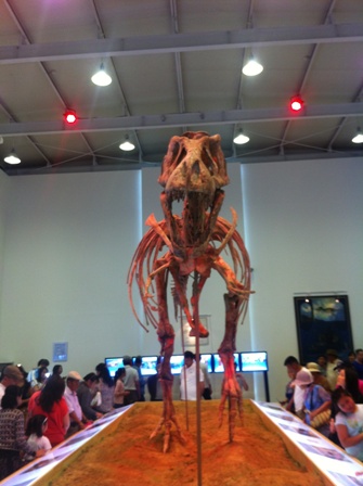正面から見たティラノサウルスの全体化石