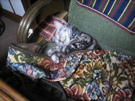 猫椅子で寝る