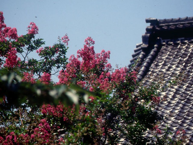 寺の屋根と百日紅