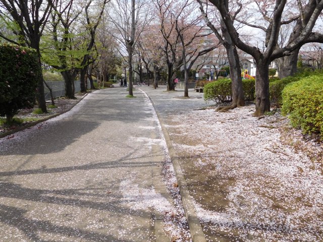 桜の花びらが道にいっぱい