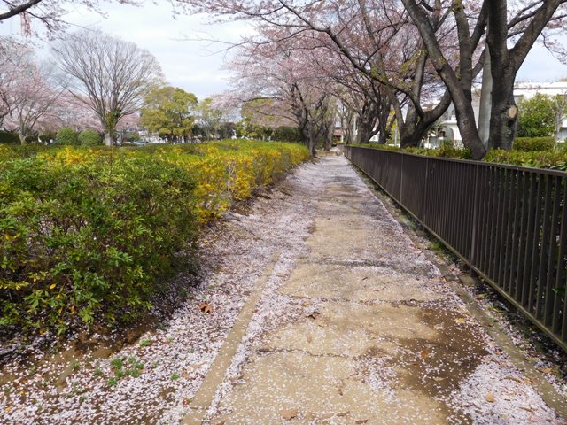 桜の花道と連翹
