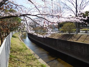 小川にも桜