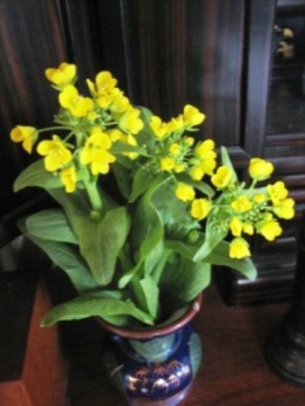黄色い小花が愛らしい菜の花